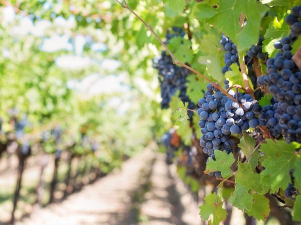 Bioestimulante foliar orgánico Nutricion de cultivos organicos