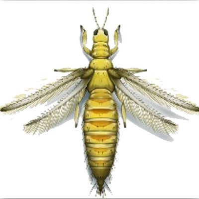 Thysanoptera Control de plagas
