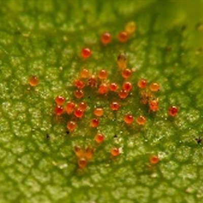 Ovicida Control de araña roja