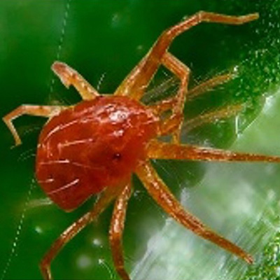 Control de Araña Roja