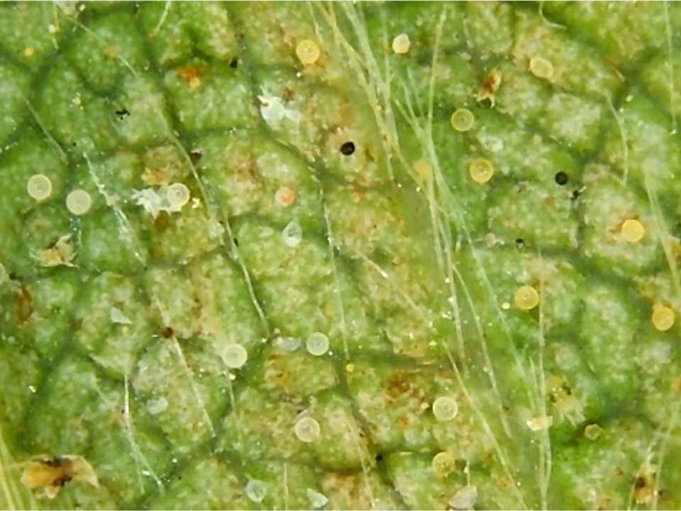 INSECTA PLUS 1