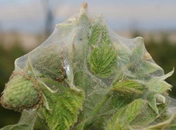 insecticida acaricida organico