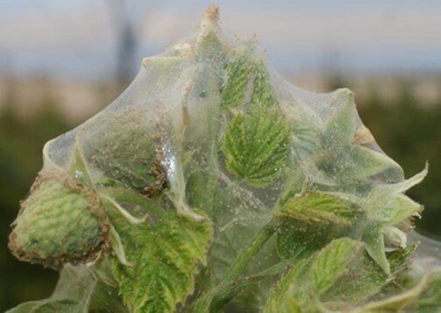 insecticida acaricida organico