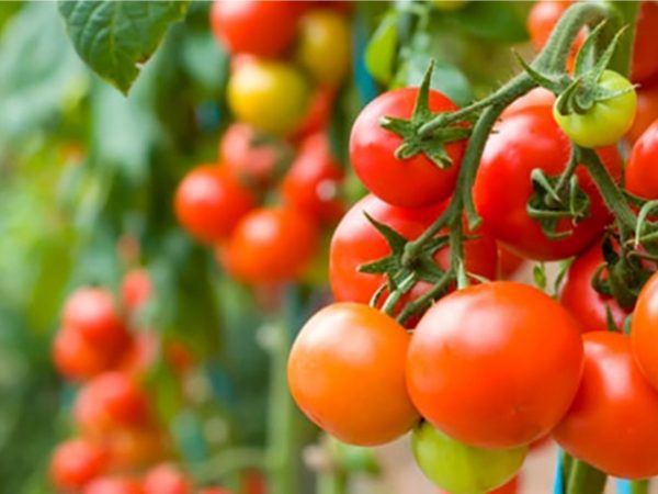 Nutricion cultivos agricolas