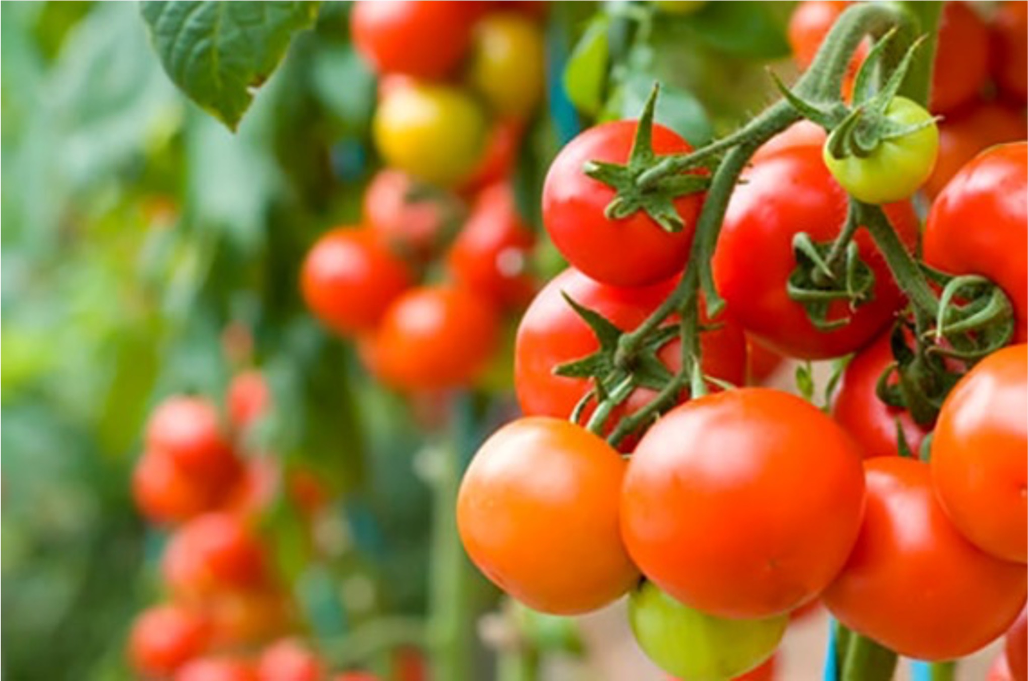 Nutricion cultivos agricolas