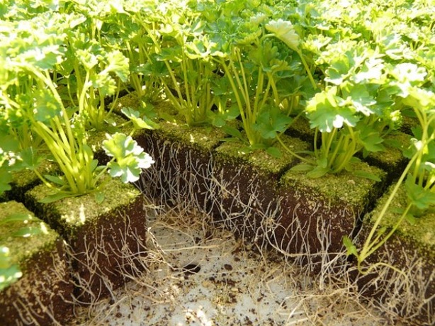 Bioestimulante enraizador orgánico Nutricion Diseñado para promover el crecimiento y desarrollo del sistema radicular en plántulas y esquejes